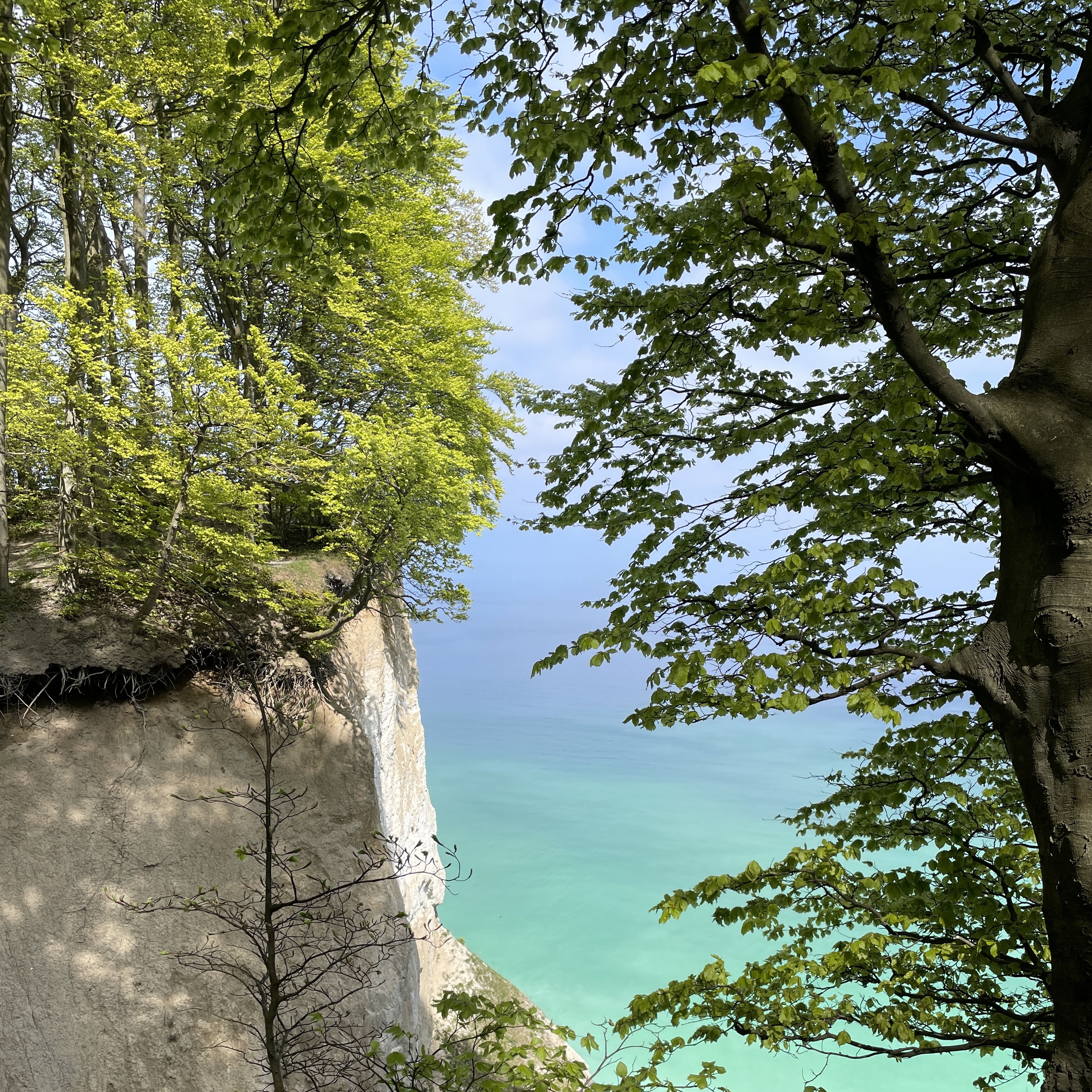Udsigt fra Møns Klint forår